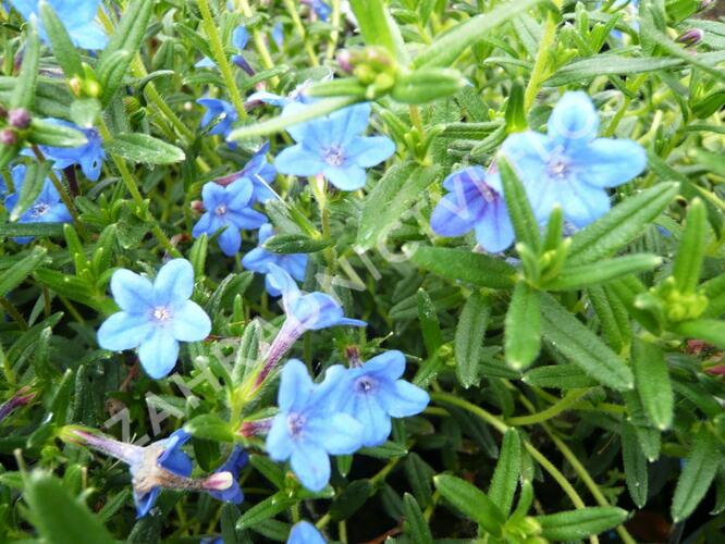 Kamejka větvená 'Blue Bird' - Lithodora diffusa 'Blue Bird'