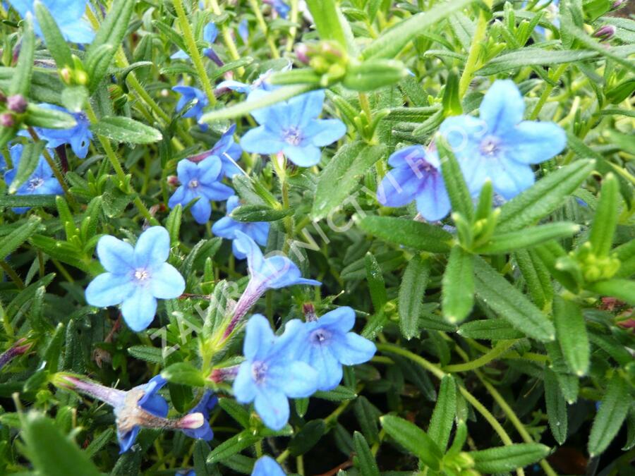 Kamejka větvená 'Blue Bird' - Lithodora diffusa 'Blue Bird'