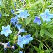 Kamejka větvená 'Blue Bird' - Lithodora diffusa 'Blue Bird'