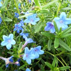 Kamejka větvená 'Blue Bird' - Lithodora diffusa 'Blue Bird'