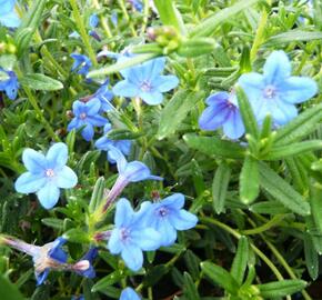 Kamejka větvená 'Blue Bird' - Lithodora diffusa 'Blue Bird'