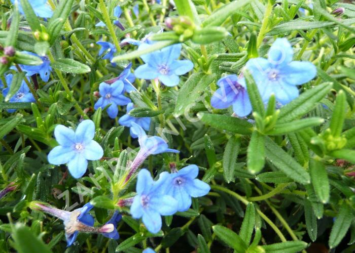 Kamejka 'Blue Bird' - Lithodora diffusa 'Blue Bird'