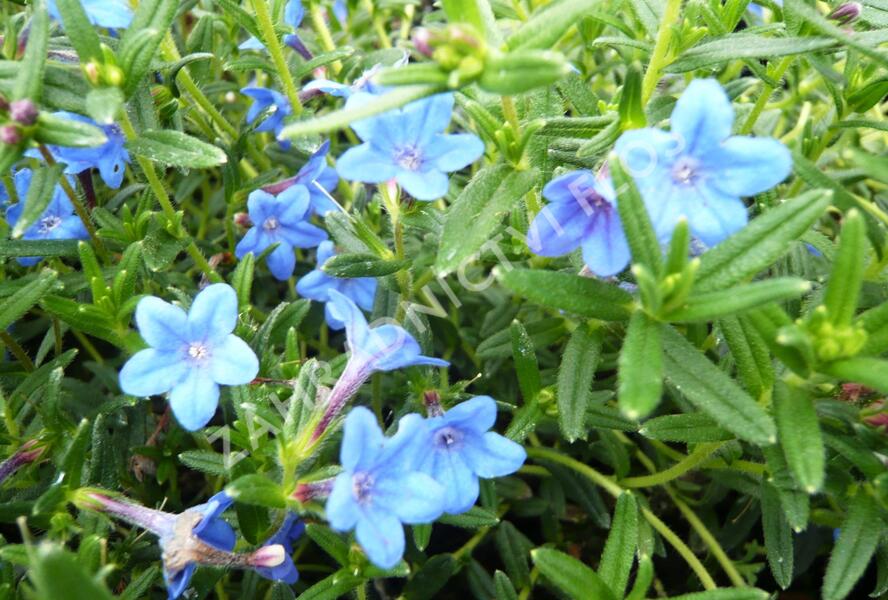 Kamejka větvená 'Blue Bird' - Lithodora diffusa 'Blue Bird'