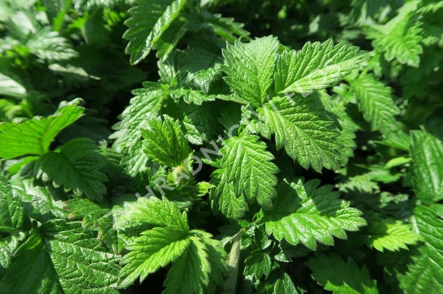 Řepík lékařský - Agrimonia eupatoria