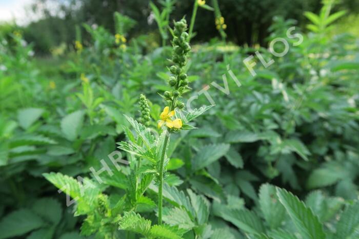Řepík lékařský - Agrimonia eupatoria