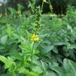 Řepík lékařský - Agrimonia eupatoria