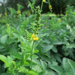 Řepík lékařský - Agrimonia eupatoria