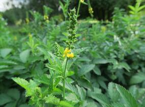 Řepík lékařský - Agrimonia eupatoria