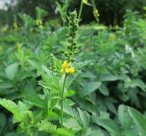 Řepík lékařský - Agrimonia eupatoria