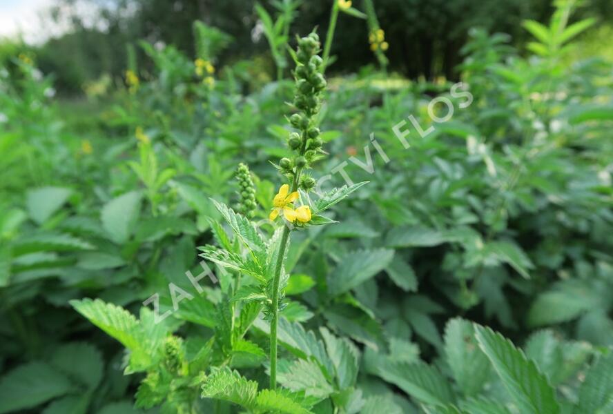 Řepík lékařský - Agrimonia eupatoria