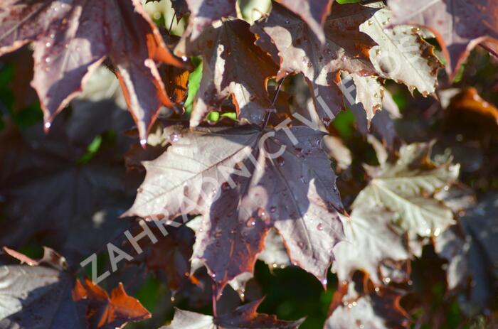 Javor mléč 'Crimson King' - Acer platanoides 'Crimson King'