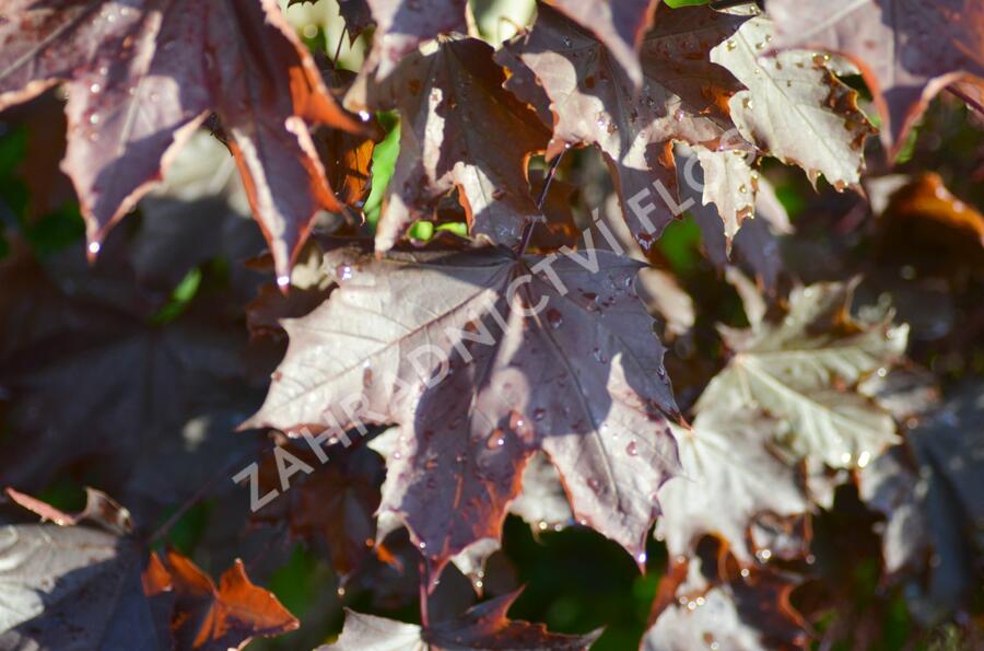 Javor mléč 'Crimson King' - Acer platanoides 'Crimson King'