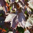 Javor mléč 'Crimson King' - Acer platanoides 'Crimson King'