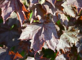 Javor mléč 'Crimson King' - Acer platanoides 'Crimson King'