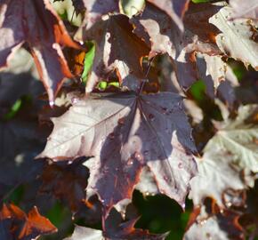 Javor mléč 'Crimson King' - Acer platanoides 'Crimson King'