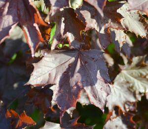 Javor mléč 'Crimson King' - Acer platanoides 'Crimson King'