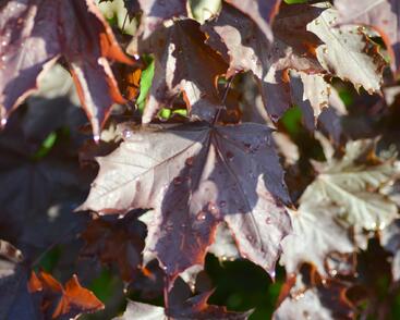 Javor mléč 'Crimson King'