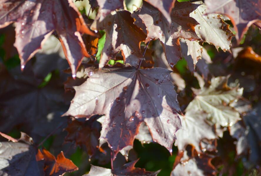 Javor mléč 'Crimson King' - Acer platanoides 'Crimson King'
