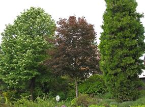 Javor mléč 'Crimson King' - Acer platanoides 'Crimson King'