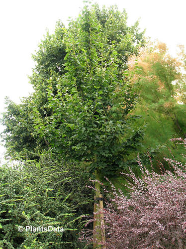 Lípa srdčitá 'Rancho' - Tilia cordata 'Rancho'