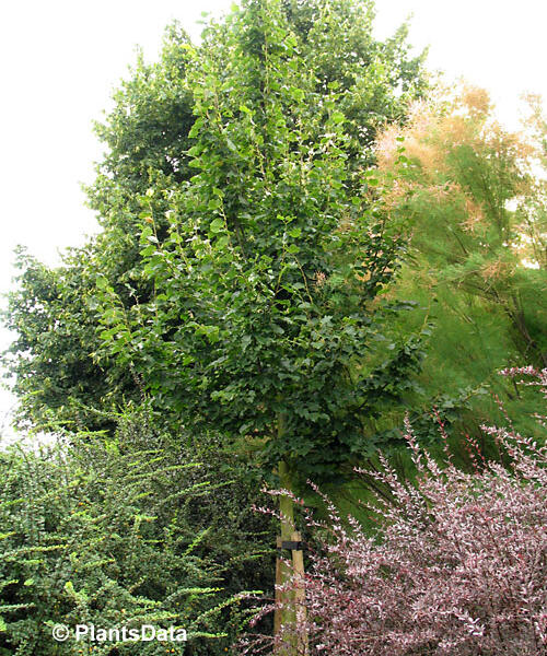 Lípa srdčitá 'Rancho' - Tilia cordata 'Rancho'