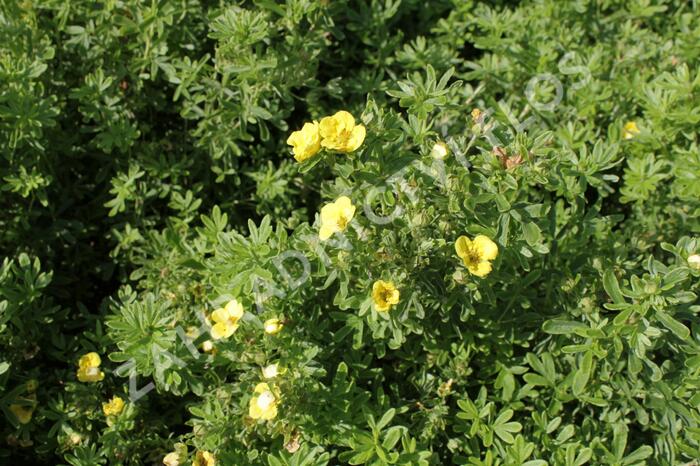 Mochna křovitá 'Mango Tango' - Potentilla fruticosa 'Mango Tango'