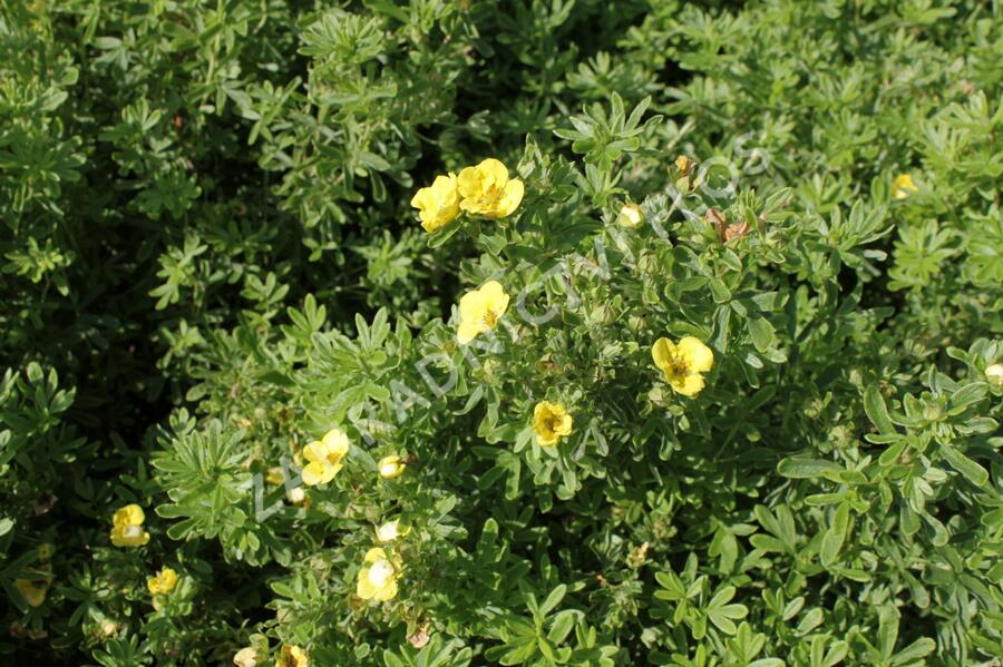 Mochna křovitá 'Mango Tango' - Potentilla fruticosa 'Mango Tango'