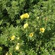 Mochna křovitá 'Mango Tango' - Potentilla fruticosa 'Mango Tango'