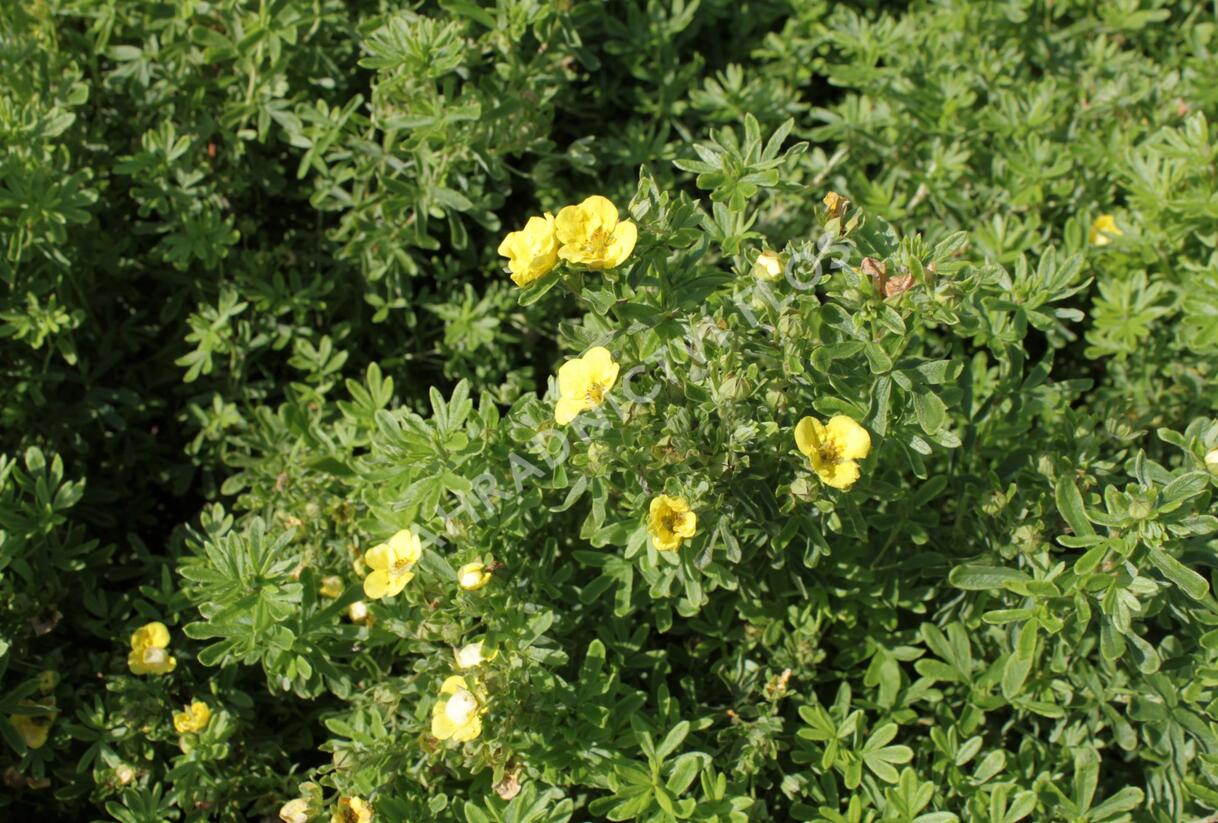 Mochna křovitá 'Mango Tango' - Potentilla fruticosa 'Mango Tango'