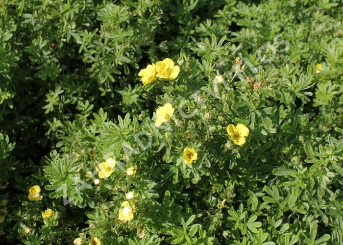Mochna křovitá 'Mango Tango' - Potentilla fruticosa 'Mango Tango'
