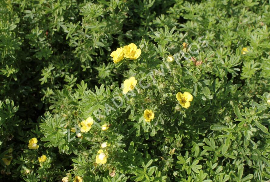 Mochna křovitá 'Mango Tango' - Potentilla fruticosa 'Mango Tango'