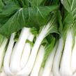 Zelí čínské 'Pak Choi' - Brassica chinensis 'Pak Choi'