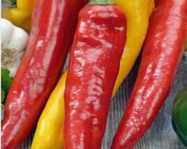 Paprika chilli 'Cayennský pepř'