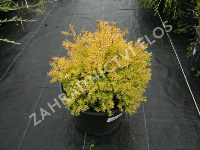 Zerav západní 'Rheingold' - Thuja occidentalis 'Rheingold'