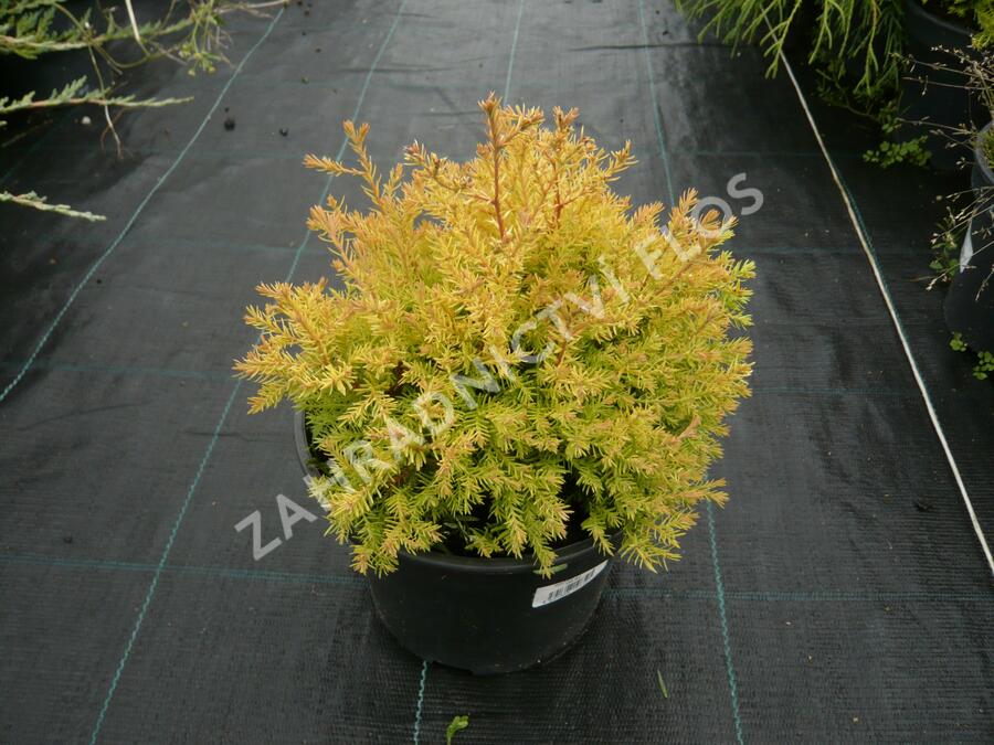 Thuja Occidentalis Rheingold () Thuja Occidentalis Rheingold