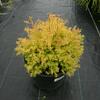 zerav zpadn Rheingold - Thuja occidentalis Rheingold