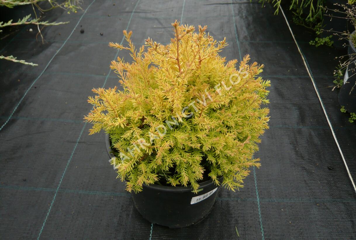 Túje, zerav západní 'Rheingold' - Thuja occidentalis 'Rheingold'