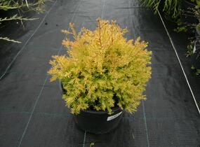 Túje, zerav západní 'Rheingold' - Thuja occidentalis 'Rheingold'