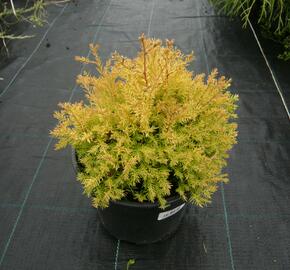 Zerav, túje západní 'Rheingold' - Thuja occidentalis 'Rheingold'
