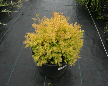 Túje, zerav západní 'Rheingold'