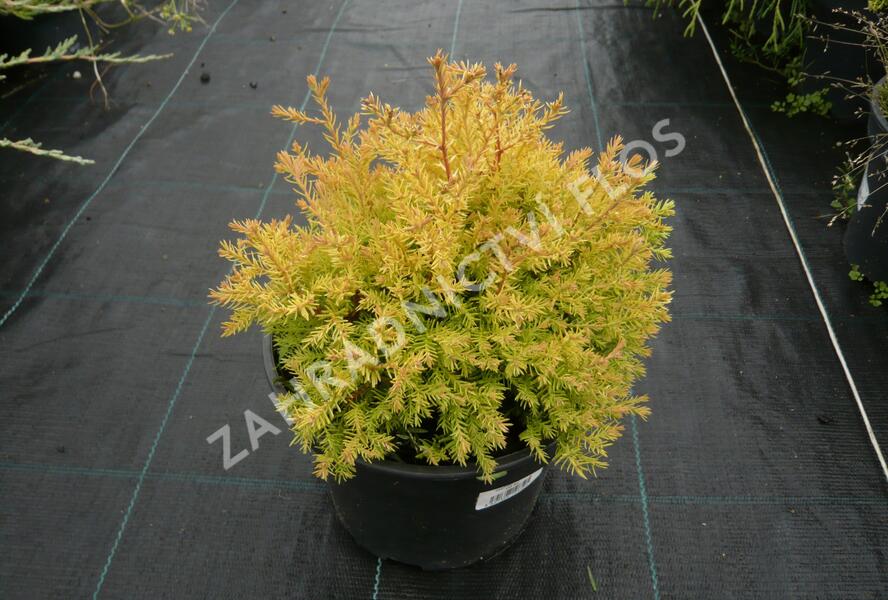 Túje, zerav západní 'Rheingold' - Thuja occidentalis 'Rheingold'