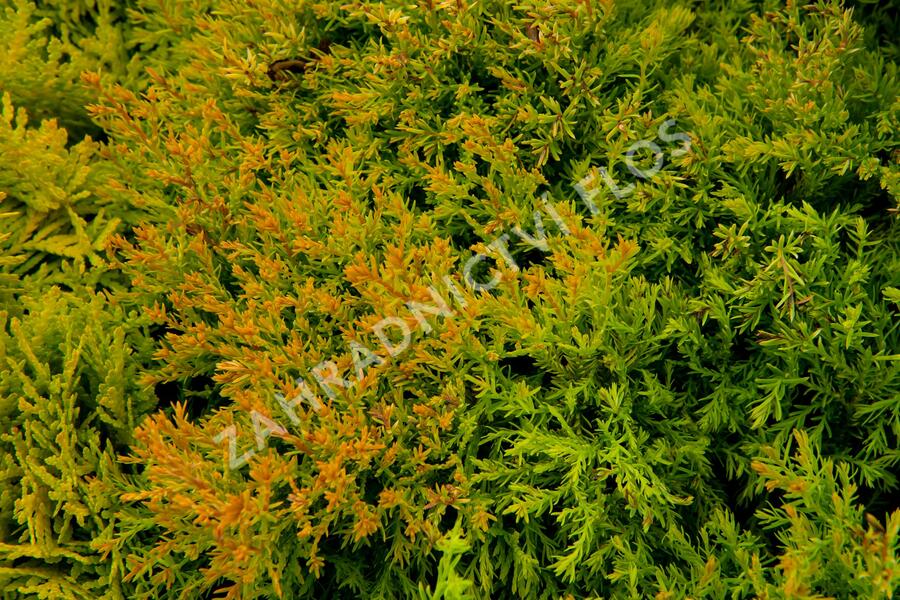 Zerav, túje západní 'Rheingold' - Thuja occidentalis 'Rheingold'