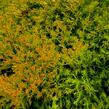 Zerav západní 'Rheingold' - Thuja occidentalis 'Rheingold'