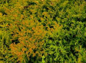 Túje, zerav západní 'Rheingold' - Thuja occidentalis 'Rheingold'