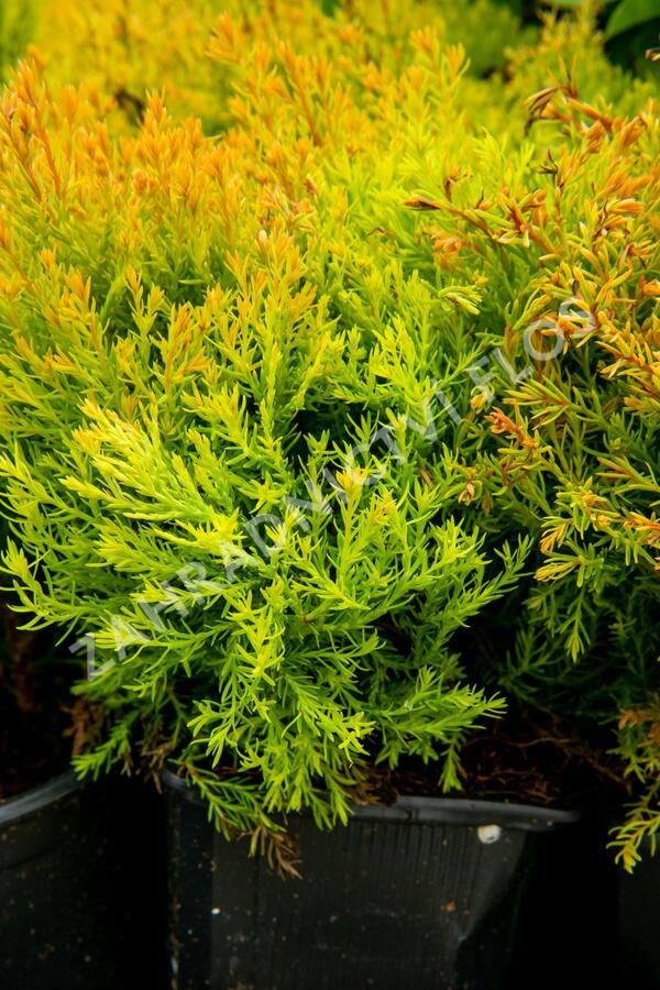 Zerav, túje západní 'Rheingold' - Thuja occidentalis 'Rheingold'
