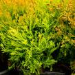 Zerav západní 'Rheingold' - Thuja occidentalis 'Rheingold'