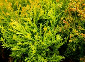 Túje, zerav západní 'Rheingold' - Thuja occidentalis 'Rheingold'
