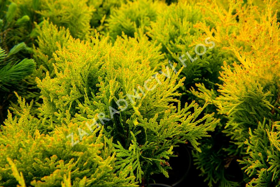 Zerav, túje západní 'Mirjam' - Thuja occidentalis 'Mirjam'