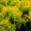 Zerav, túje západní 'Mirjam' - Thuja occidentalis 'Mirjam'