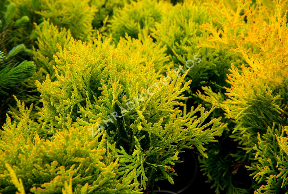 Túje, zerav západní 'Mirjam' - Thuja occidentalis 'Mirjam'